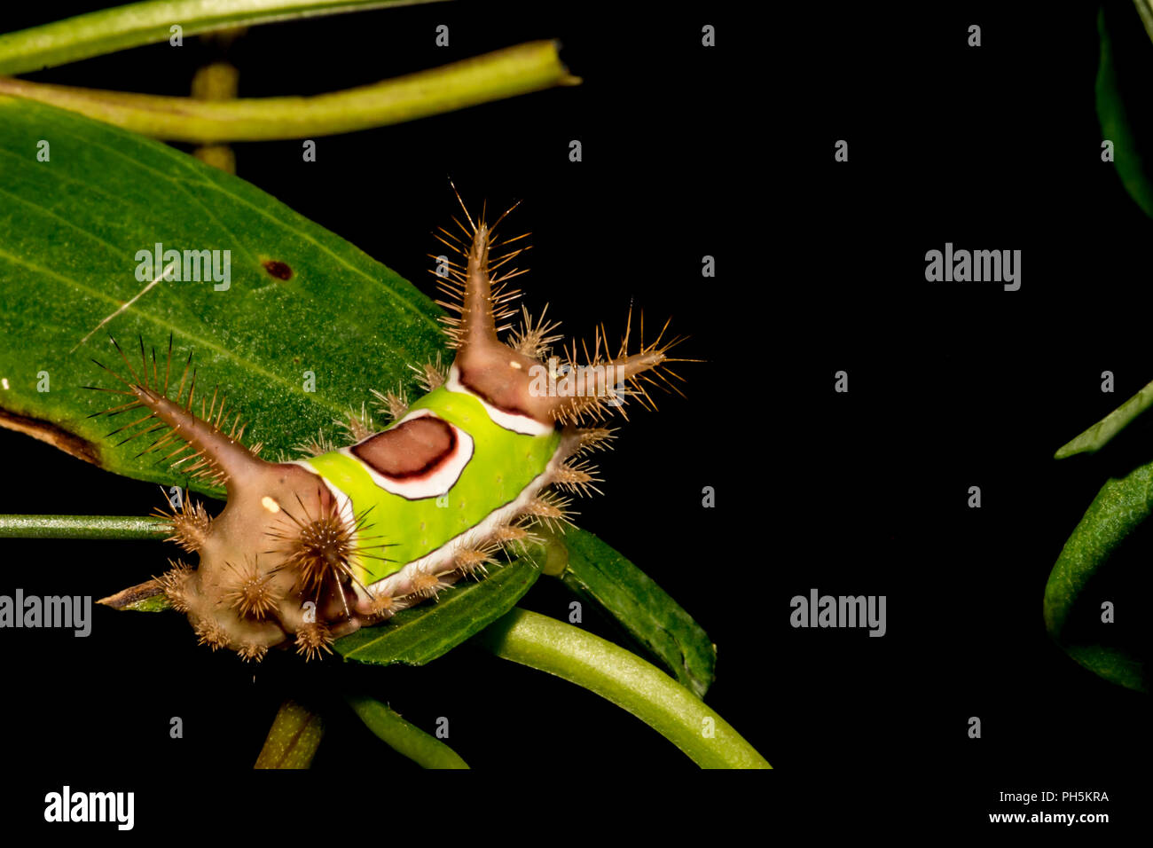 Saddleback (Caterpillar) stimulea Acharia Banque D'Images