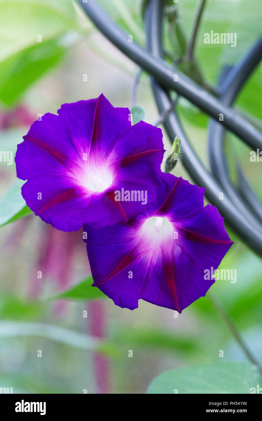 L'Ipomoea fleur. Morning Glory flower portrait. Banque D'Images