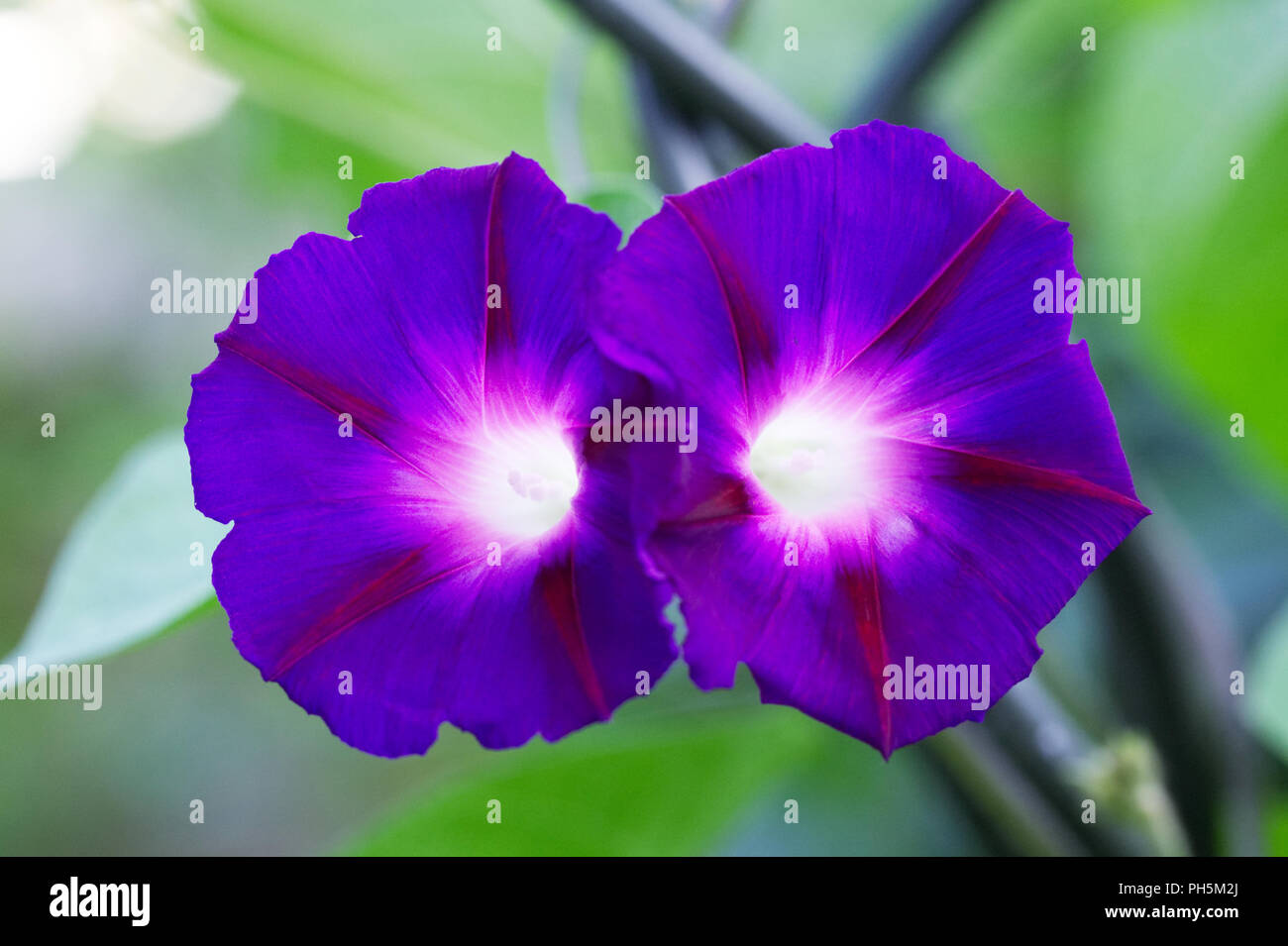 L'Ipomoea fleur. Morning Glory flower portrait. Banque D'Images