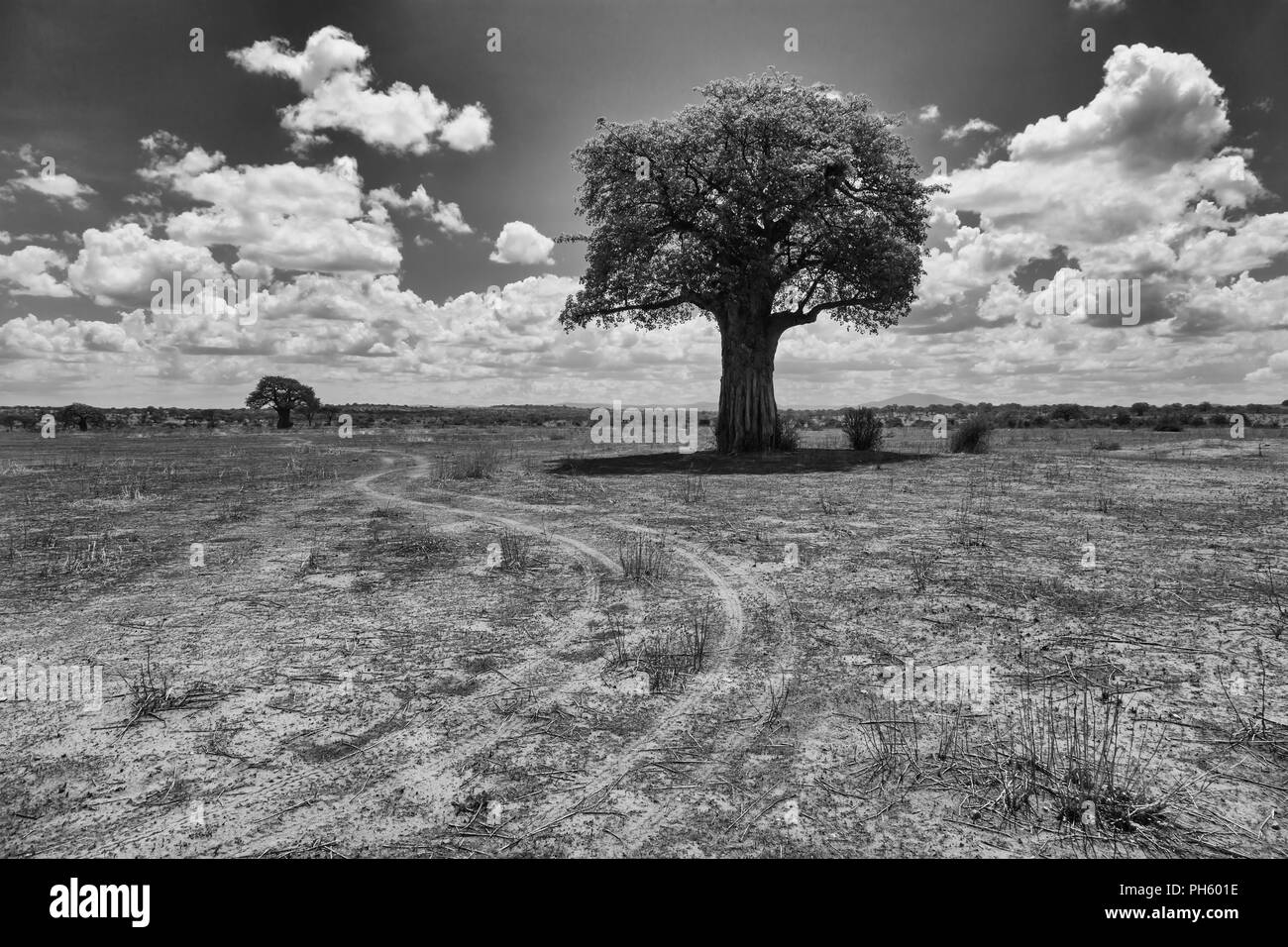 Lonely tree, paysage de savane, la Tanzanie, l'Afrique de l'Est Banque D'Images