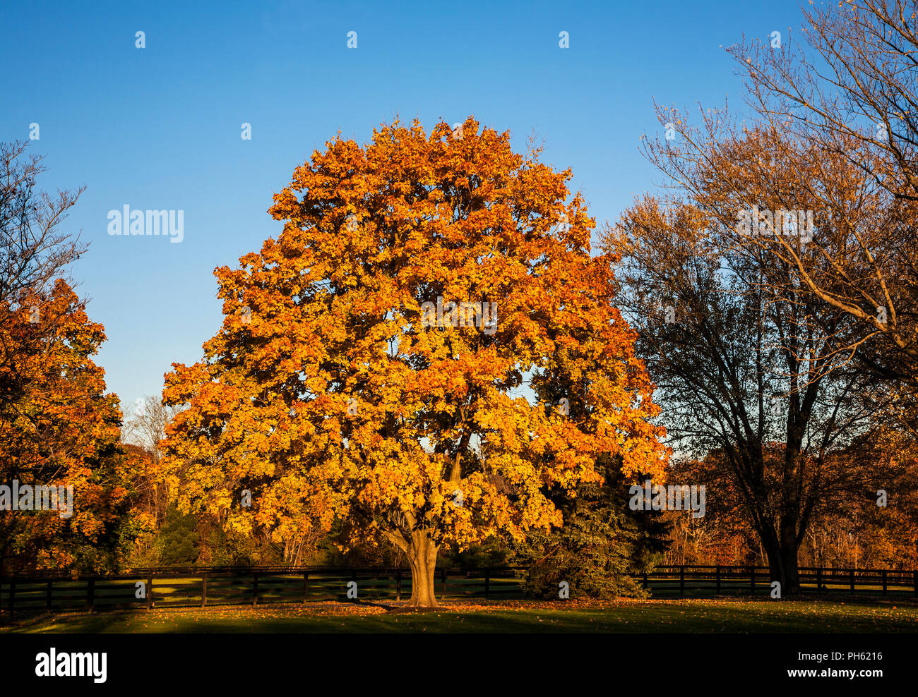 Arbres d'automne colorés, feuilles, Rutland, Vermont, USA Fall, Nouvelle-Angleterre automne jardin orange, inspiration arbre isolé Banque D'Images