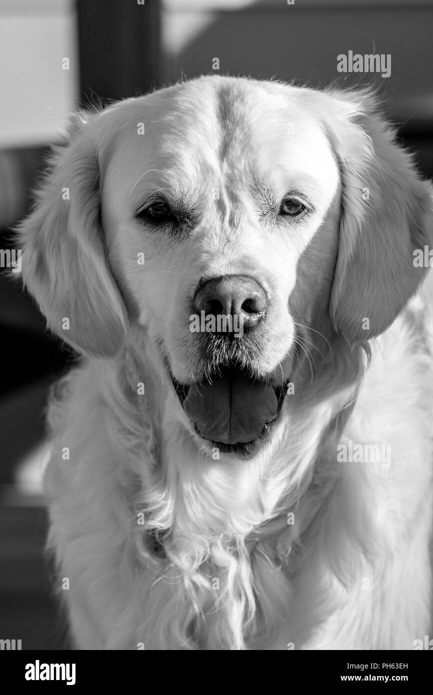 Portrait noir et blanc de couleur platine Golden Retriever dog sur porche résidentiel Banque D'Images