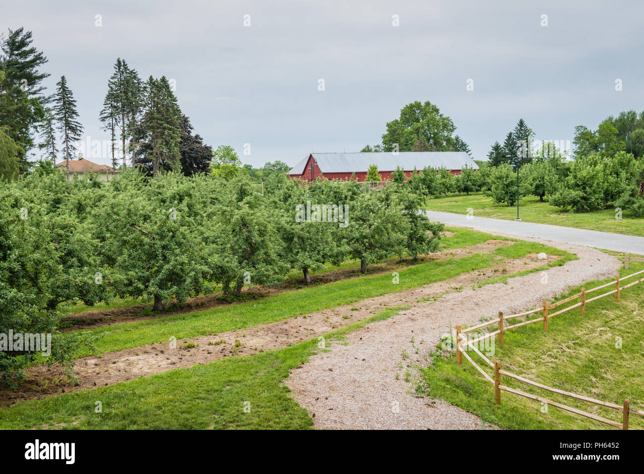 Pine Bush, NY /USA - 9 juin 2018 : Apple arbres au verger en colère. Banque D'Images