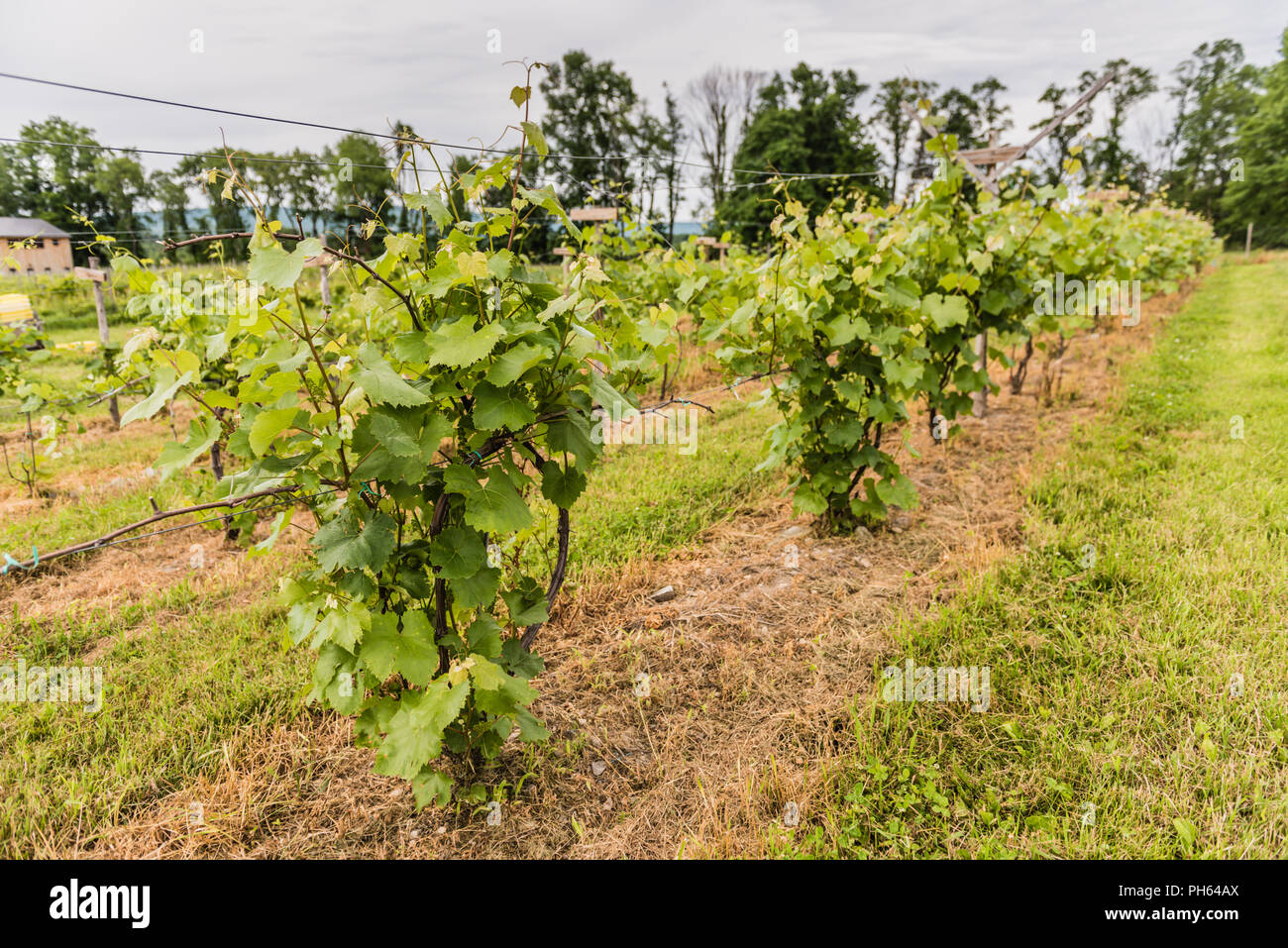 Pine Bush, NY /USA - 9 juin 2018 : vue rapprochée de vignes. Banque D'Images