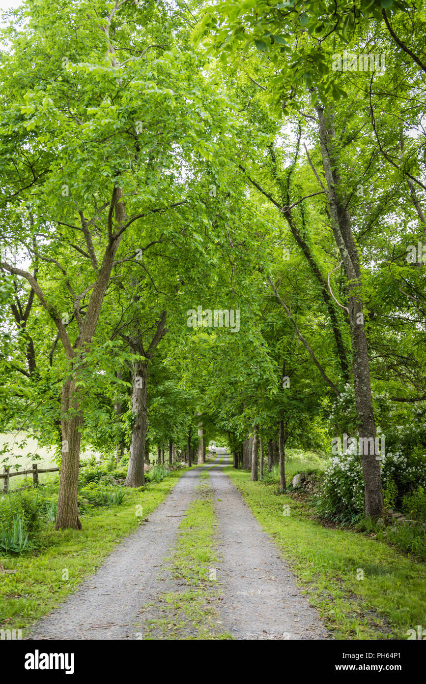 Une route de campagne tranquille à l'abri des grands arbres dans le Nord de New York. Banque D'Images