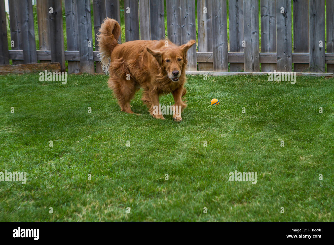 Golddn Retriever avec beau, doux manteau rouge. Portrait 3/4 d'un très beau chien, exécutant vers la caméra. Banque D'Images