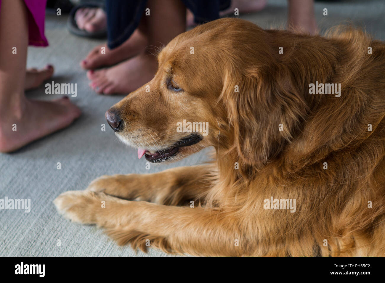 Golddn Retriever avec beau, doux manteau rouge. Portrait 3/4 d'un très beau chien. Banque D'Images