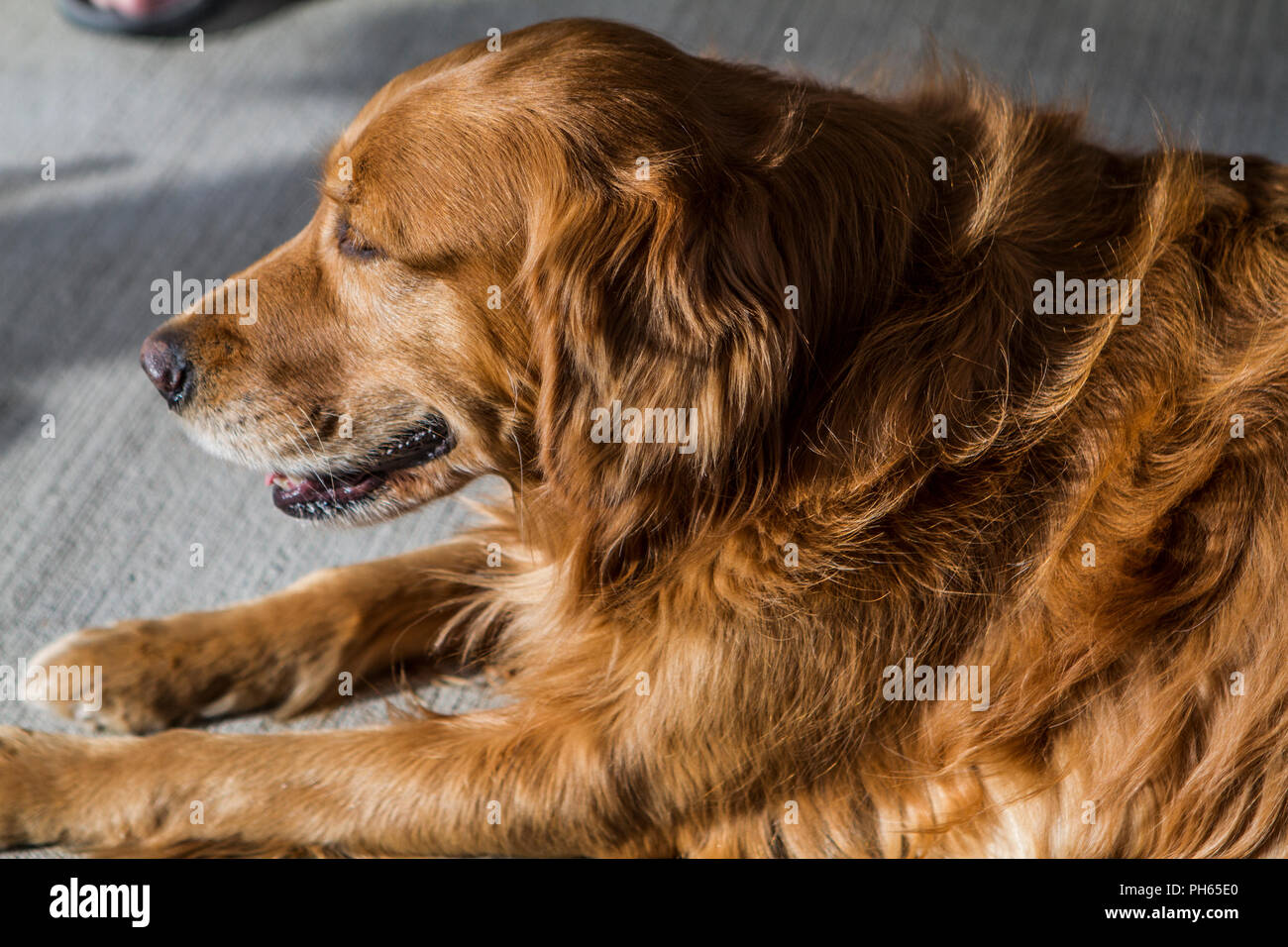 Golddn Retriever avec beau, doux manteau rouge. Portrait 3/4 d'un très beau chien. Banque D'Images