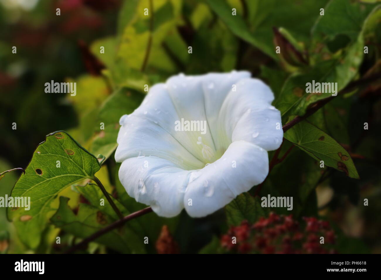 Haie d'automne fleur blanche parfaite avec des gouttes de pluie Banque D'Images