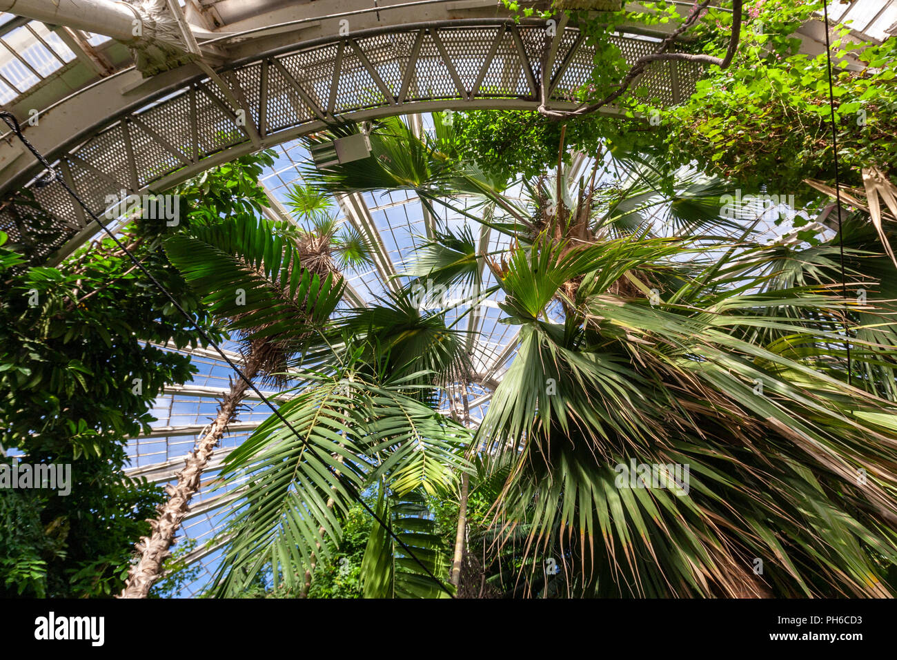À l'intérieur de la Palm House, dans la serre du Jardin botanique de l'Université de Copenhague, Copenhague, Danemark. Banque D'Images