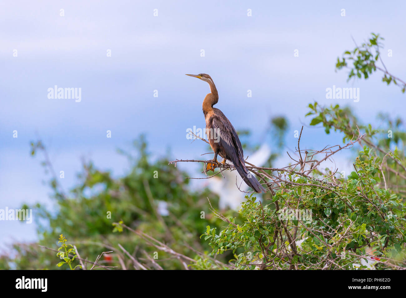 Héron goliath (Ardea goliath), Tanzanie, Afrique de l'Est Banque D'Images