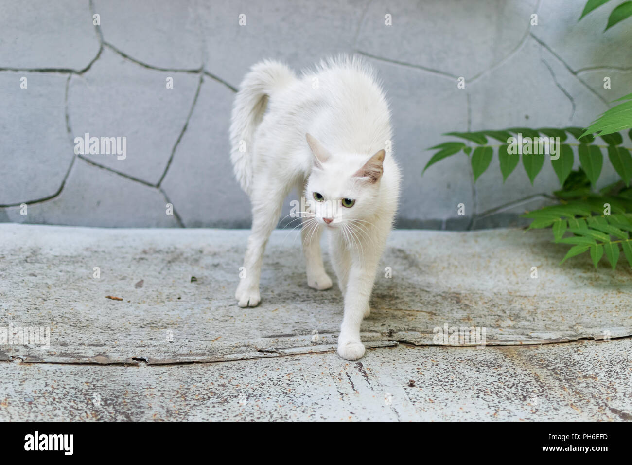 Un chat errant blanc se sent menacé et fait un bossu. La défense arrondie cat. Banque D'Images