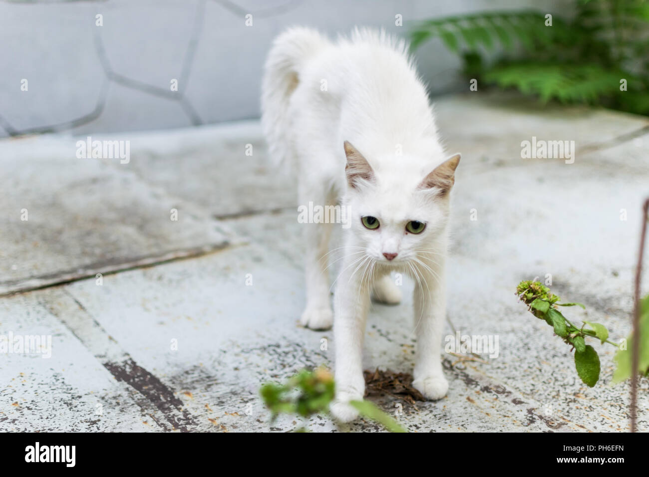 Un chat errant blanc se sent menacé et fait un bossu. La défense arrondie cat. Banque D'Images