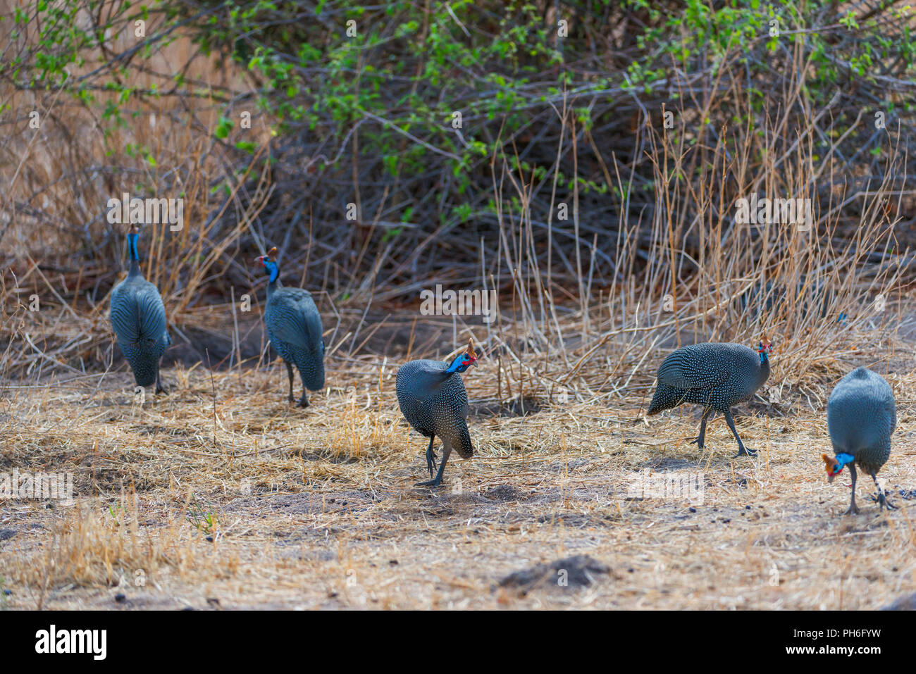 Pintade de Numidie (Numida meleagris), Tanzanie, Afrique de l'Est Banque D'Images