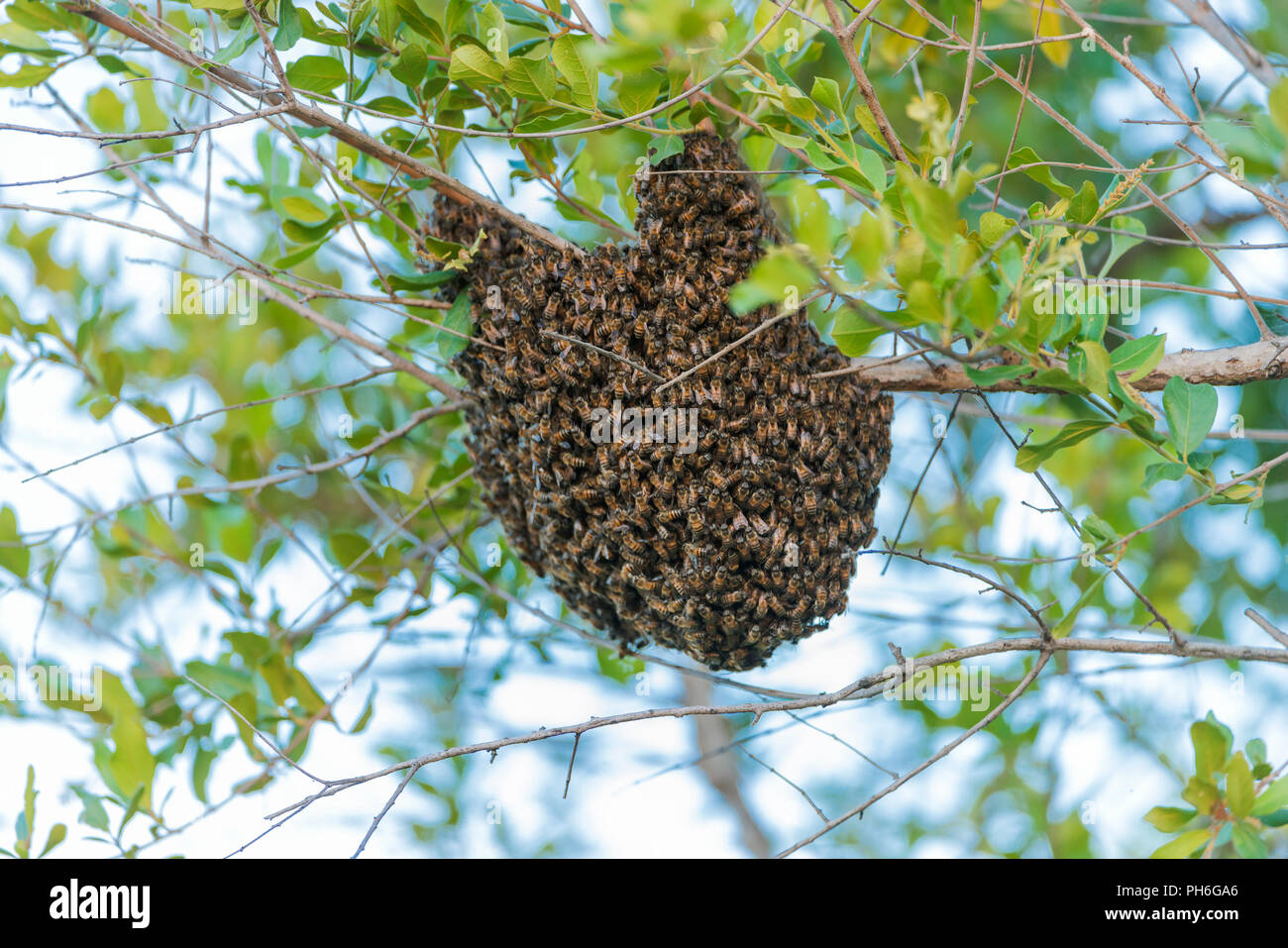 Les abeilles sauvages, la Tanzanie, l'Afrique de l'Est Banque D'Images