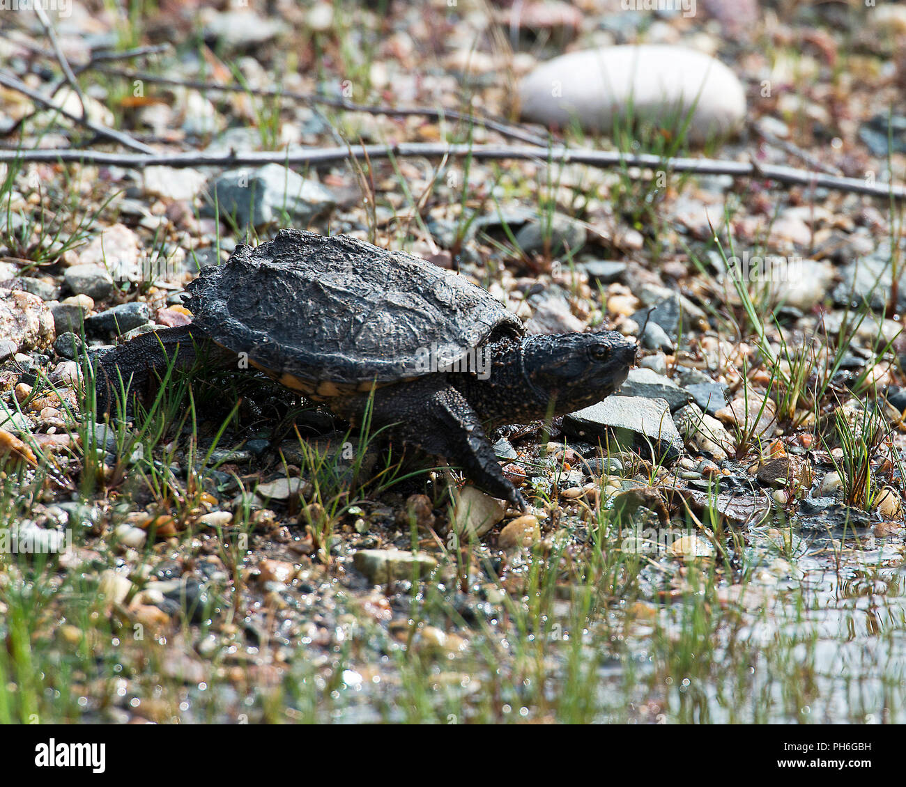 Tortue serpentine profiter de ses environs. Banque D'Images