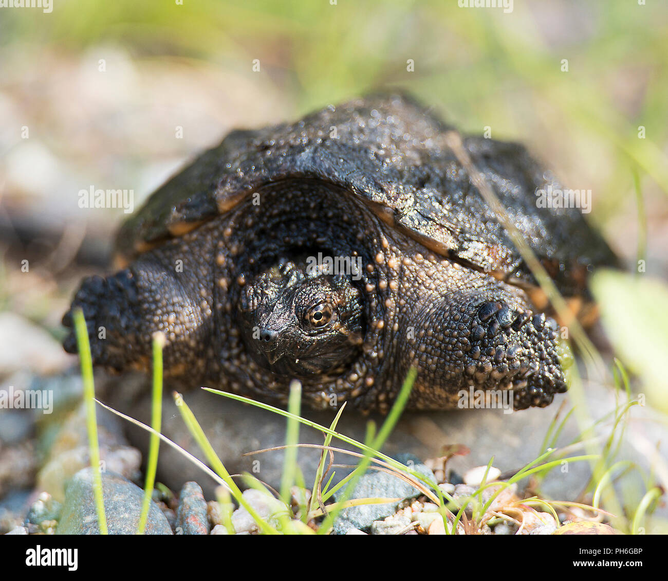 Tortue serpentine profiter de ses environs. Banque D'Images