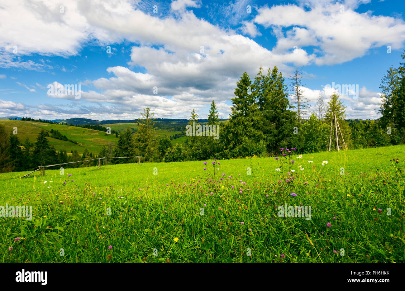 Beau pré herbeux en été. épinettes et clôture en bois sur le bord d'une colline. belle campagne sous un merveilleux ciel nuage avec forma Banque D'Images