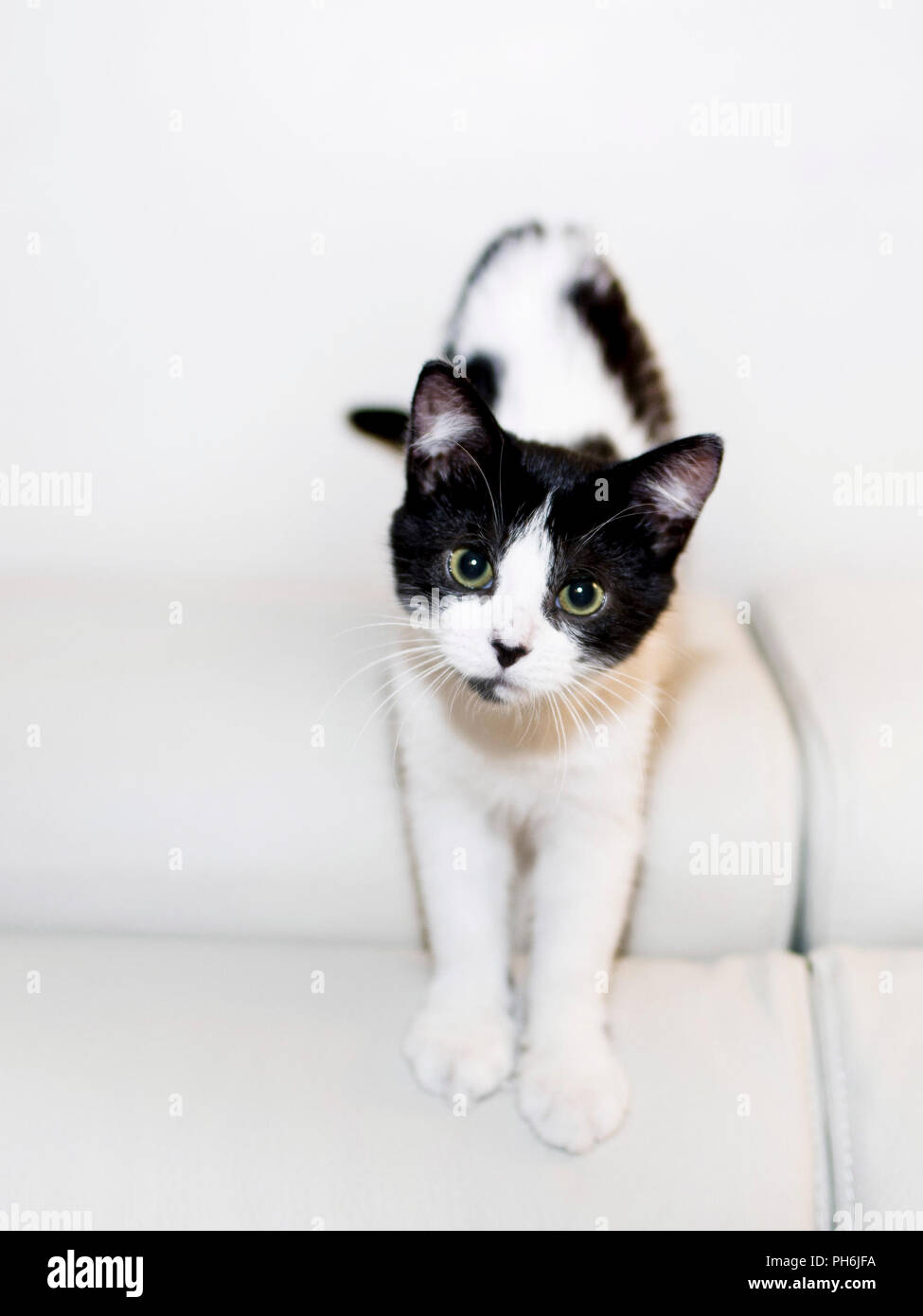 Tres Mignon Et Adorable Chaton Noir Et Blanc Photo Stock Alamy