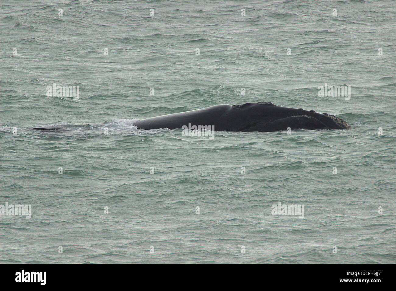 Baleine franche australe Banque D'Images