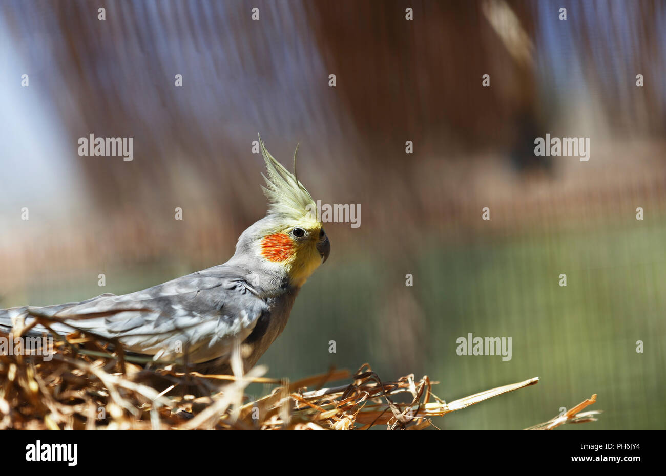 Beau perroquet cacatoès Corella, dans le nid Banque D'Images