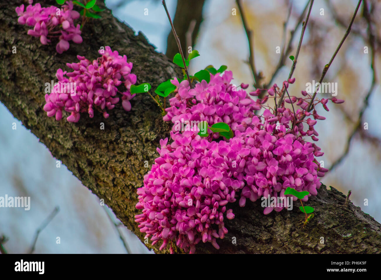 Floraison de Cercis siliquastrum, Цъвтеж рожков Юдово на Див, дърво Церцис, Banque D'Images