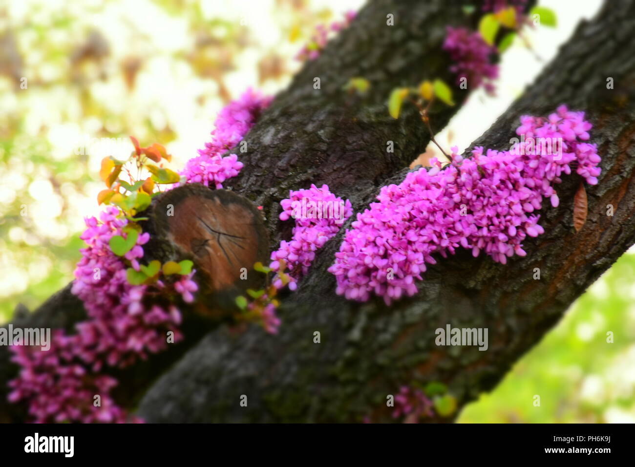 Floraison de Cercis siliquastrum, Цъвтеж рожков Юдово на Див, дърво Церцис, Banque D'Images
