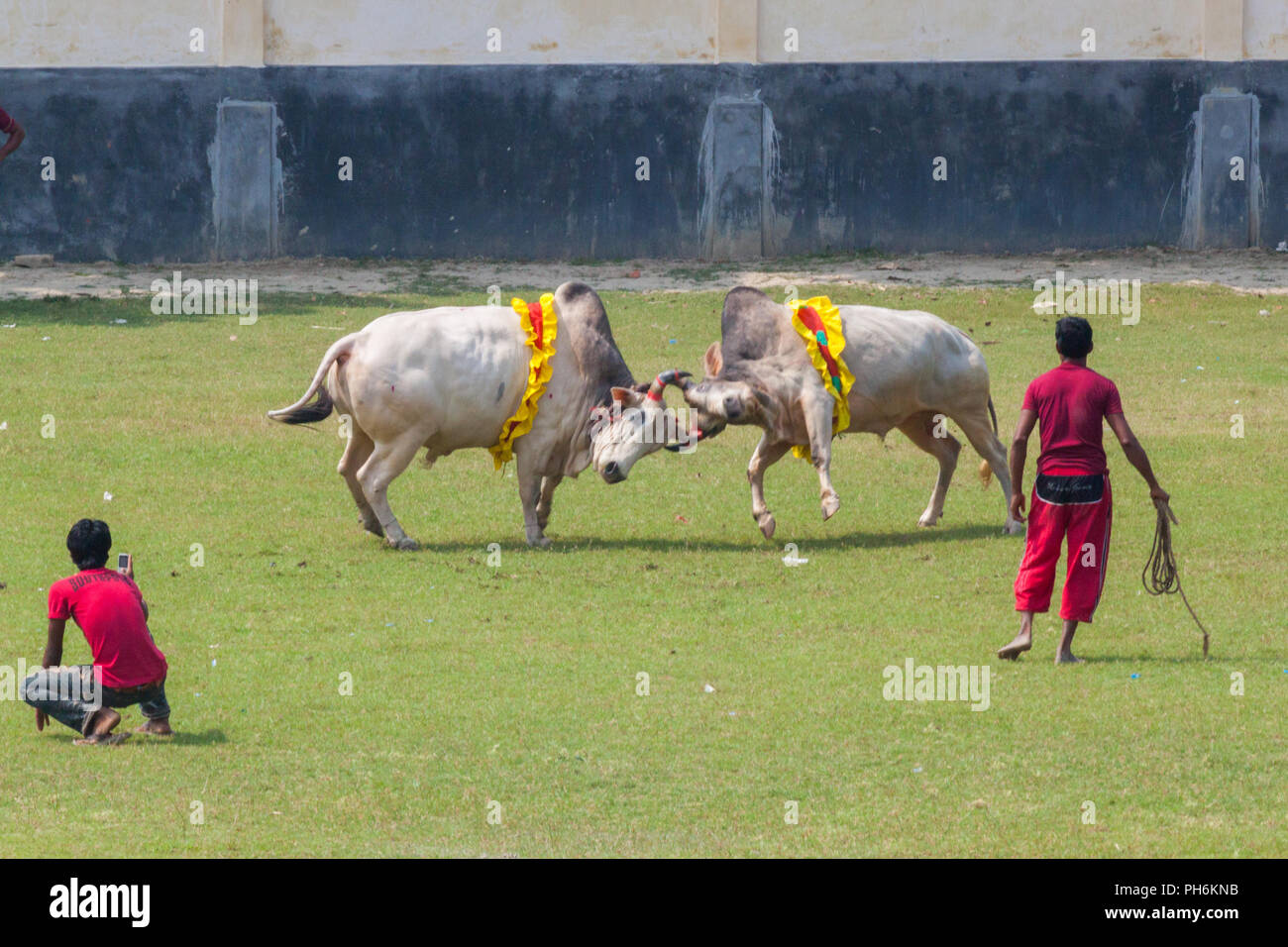 Dans la corrida traditionnelle digholia,Khulna, Bangladesh Banque D'Images