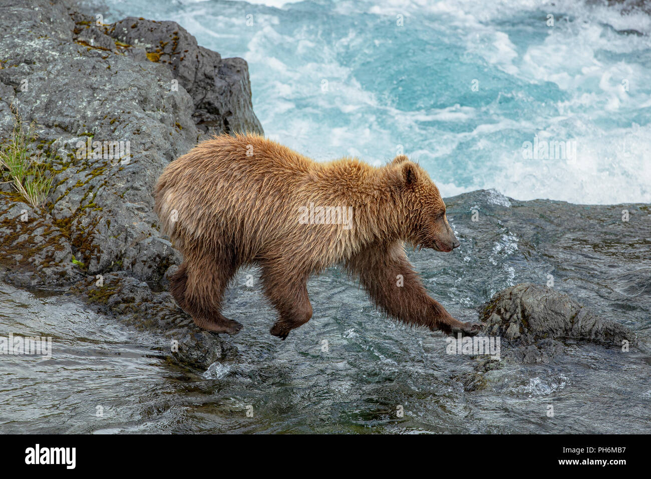 Portrait d'un ours brun cub , probablement d'environ 18 mois, en sautant sur les rochers en haut d'une cascade. Banque D'Images