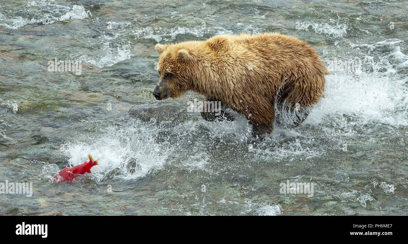 Photo d'action de l'ours brun de fonctionner après un saumon rouge dans une rivière d'Alaska Banque D'Images