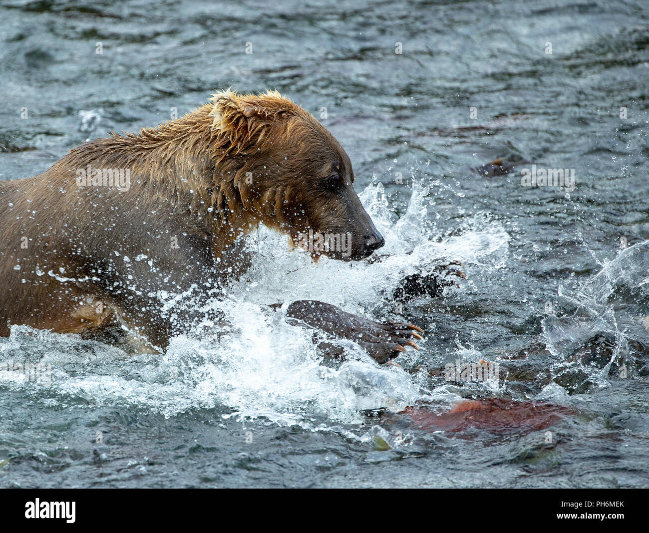 Photo d'action de l'ours brun de fonctionner après un saumon rouge dans une rivière d'Alaska Banque D'Images