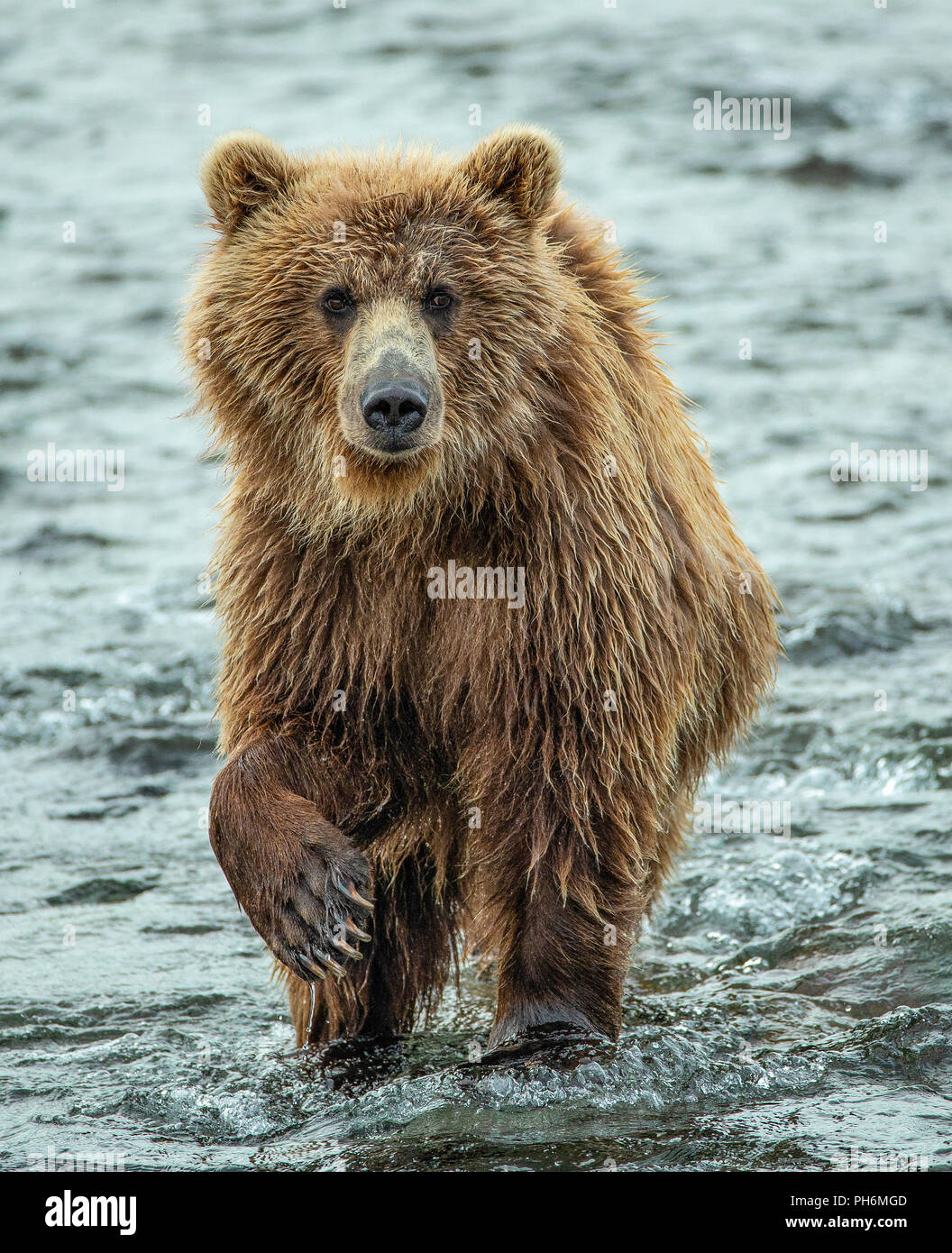 Portrait de l'ours brun d'Alaska solitaire debout dans river Banque D'Images