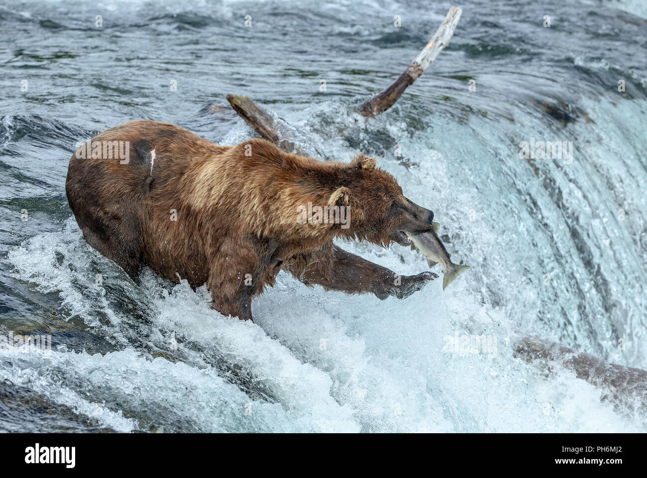 Ours brun mâle debout dans une chute d'eau avec un poisson dans la bouche après avoir pris un saumon rouge. Banque D'Images