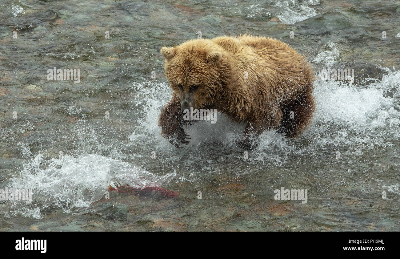 Photo d'action de l'ours brun de fonctionner après un saumon rouge dans une rivière d'Alaska Banque D'Images