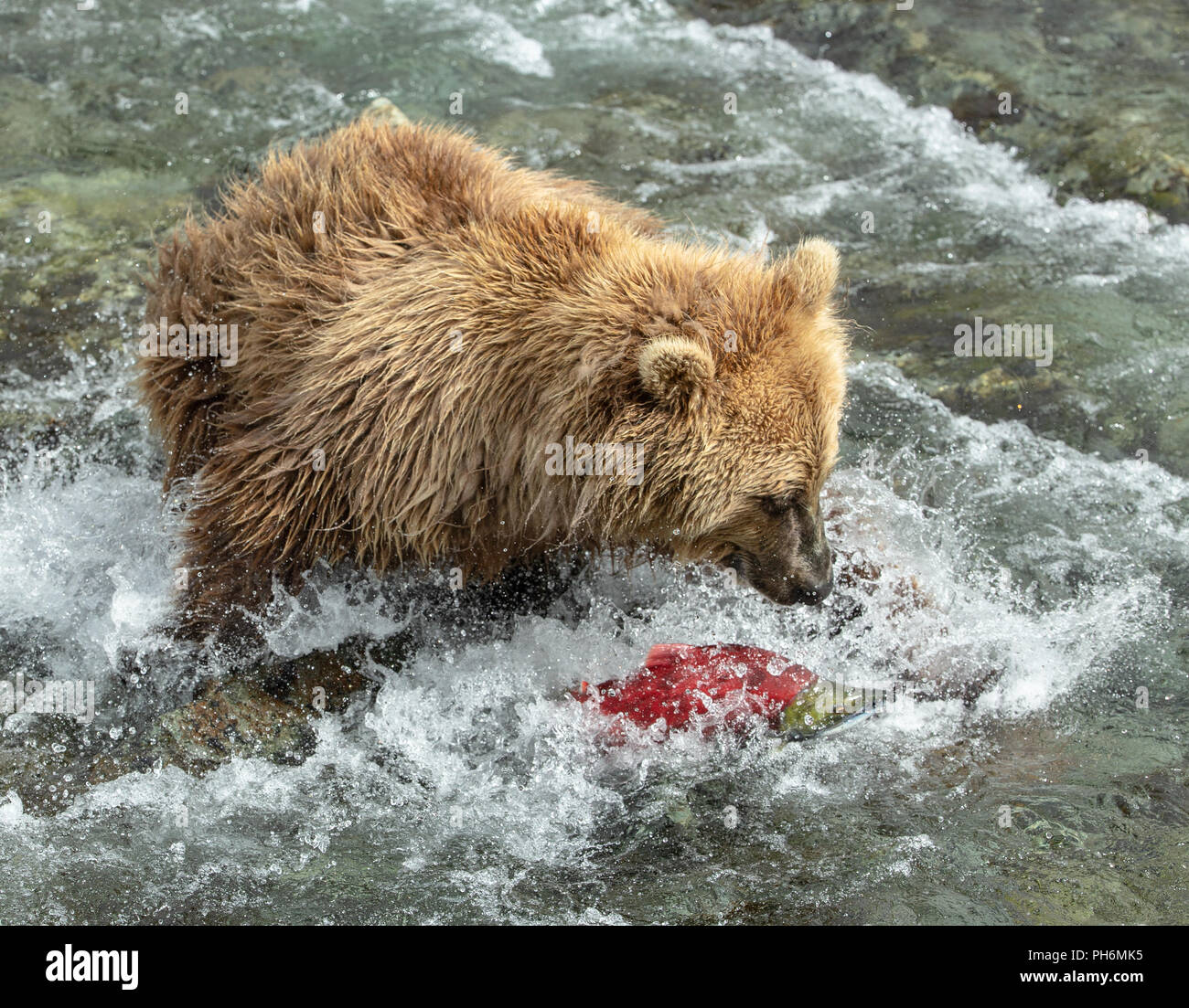 Photo d'action de l'ours brun de fonctionner après un saumon rouge dans une rivière d'Alaska Banque D'Images