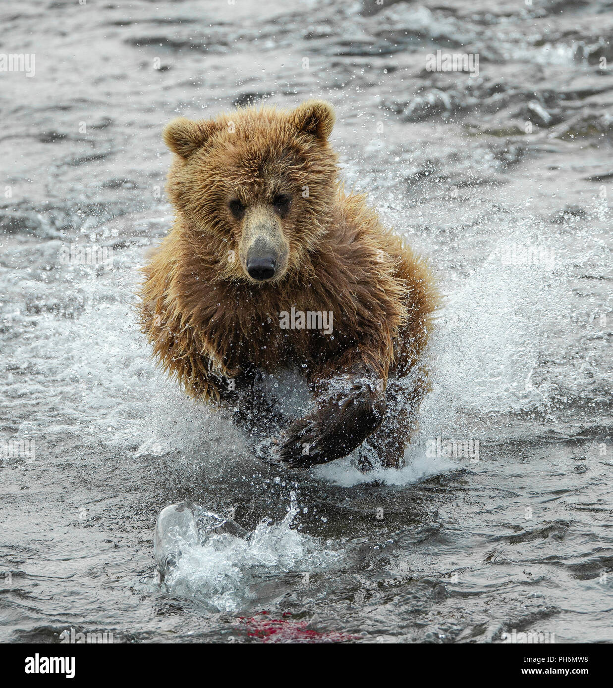 Photo d'action de l'ours brun de fonctionner après un saumon rouge dans une rivière d'Alaska Banque D'Images