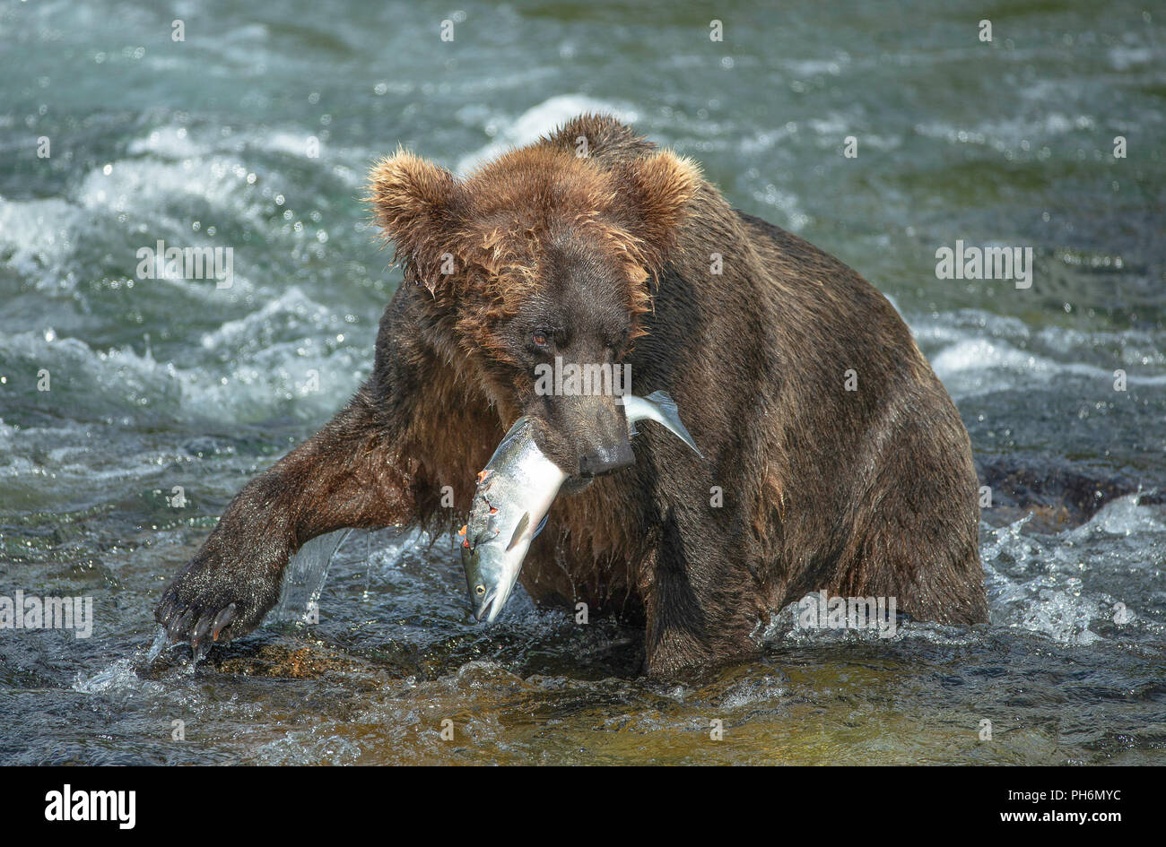 L'ours brun d'Alaska en rivière avec saumon rouge dans la bouche Banque D'Images