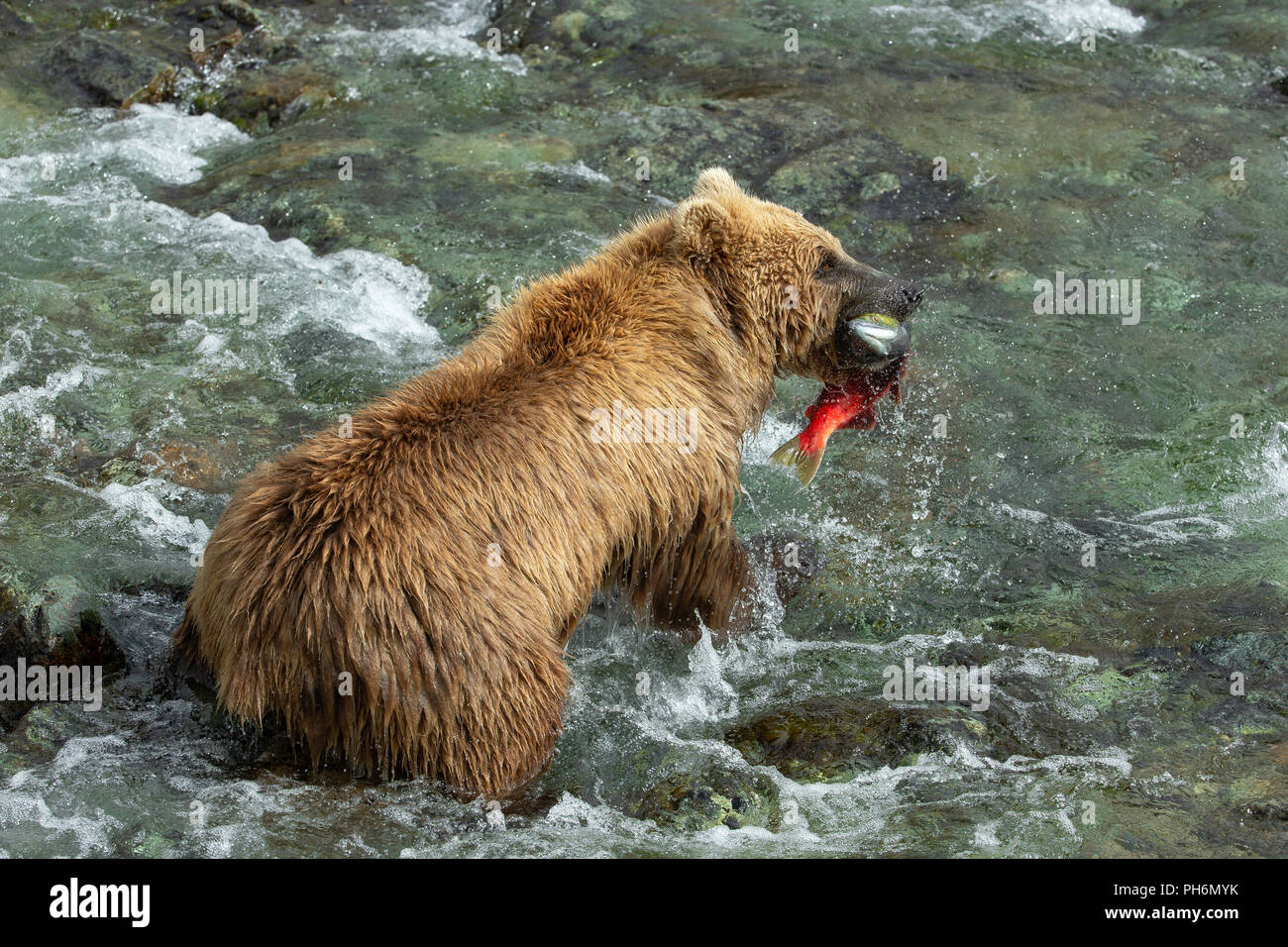 L'ours brun d'Alaska en rivière avec saumon rouge dans la bouche Banque D'Images