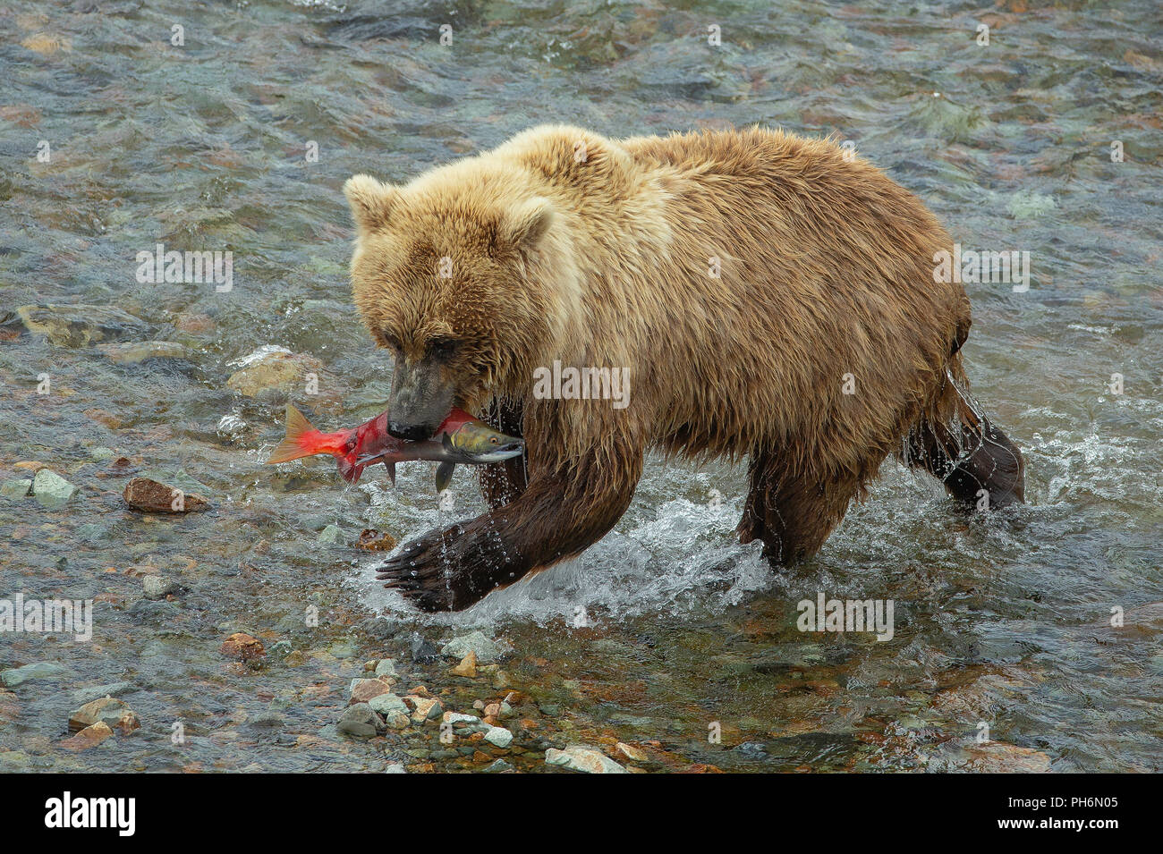 L'ours brun d'Alaska en rivière avec saumon rouge dans la bouche Banque D'Images