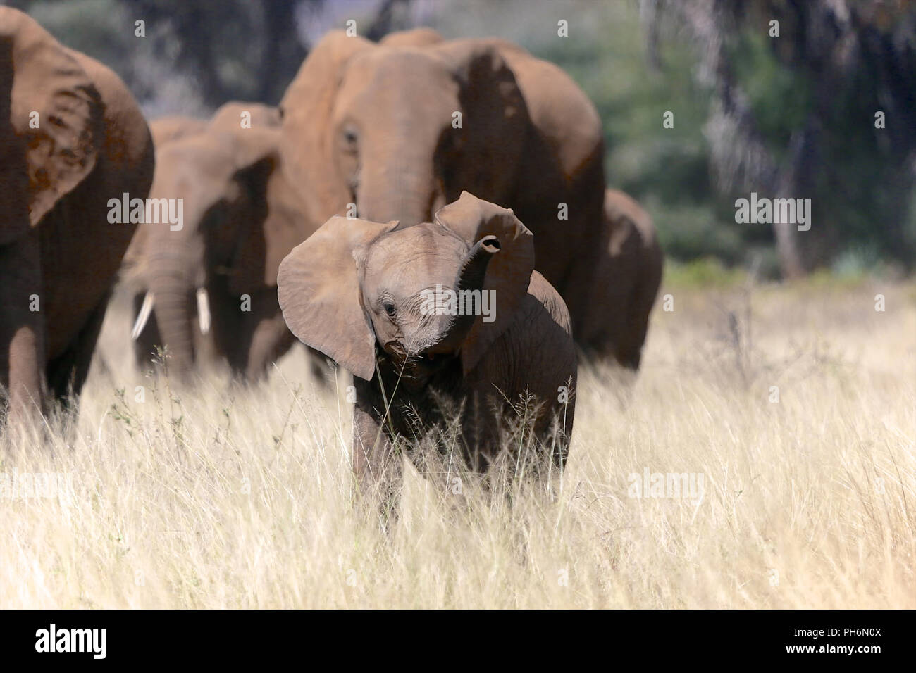 Un bébé éléphant dans le parc national de Samburu, Kenya Banque D'Images