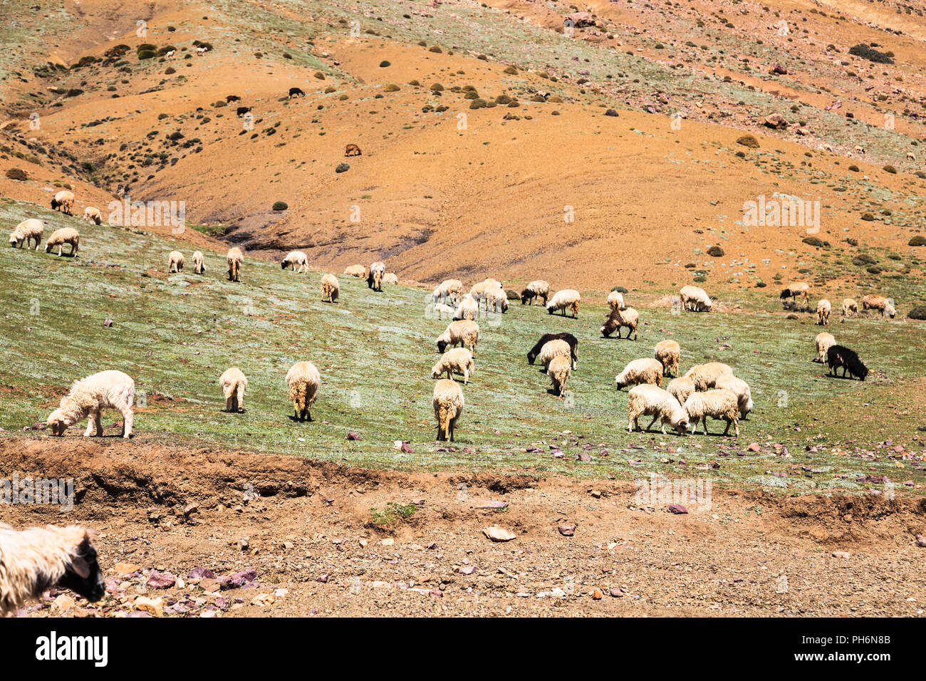 Troupeau de chèvres de montagne à l'atlas Banque D'Images