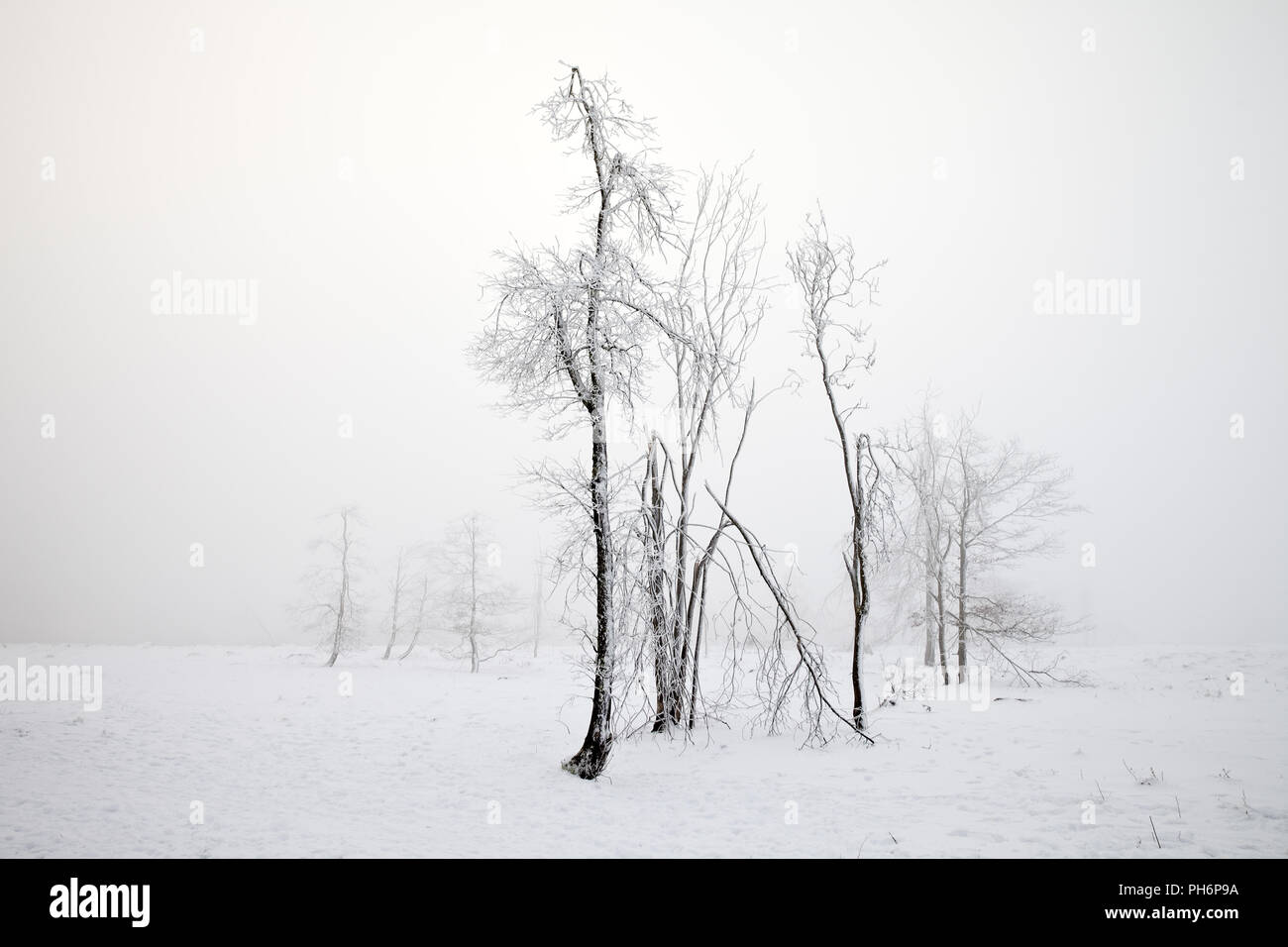 Montagne Kahler Asten en hiver brouillard, Winterberg Banque D'Images