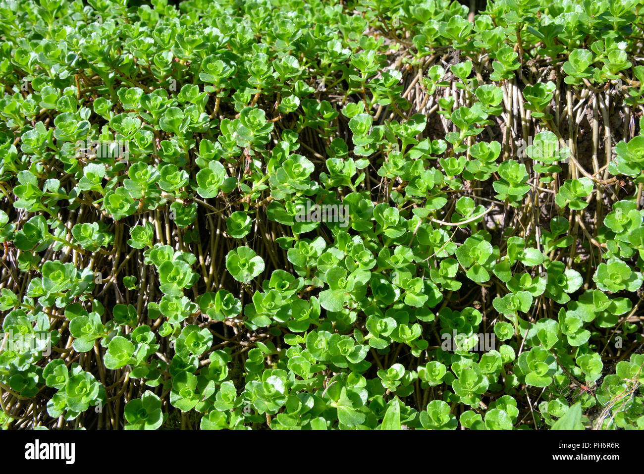 Les plantes de rocaille green Banque D'Images