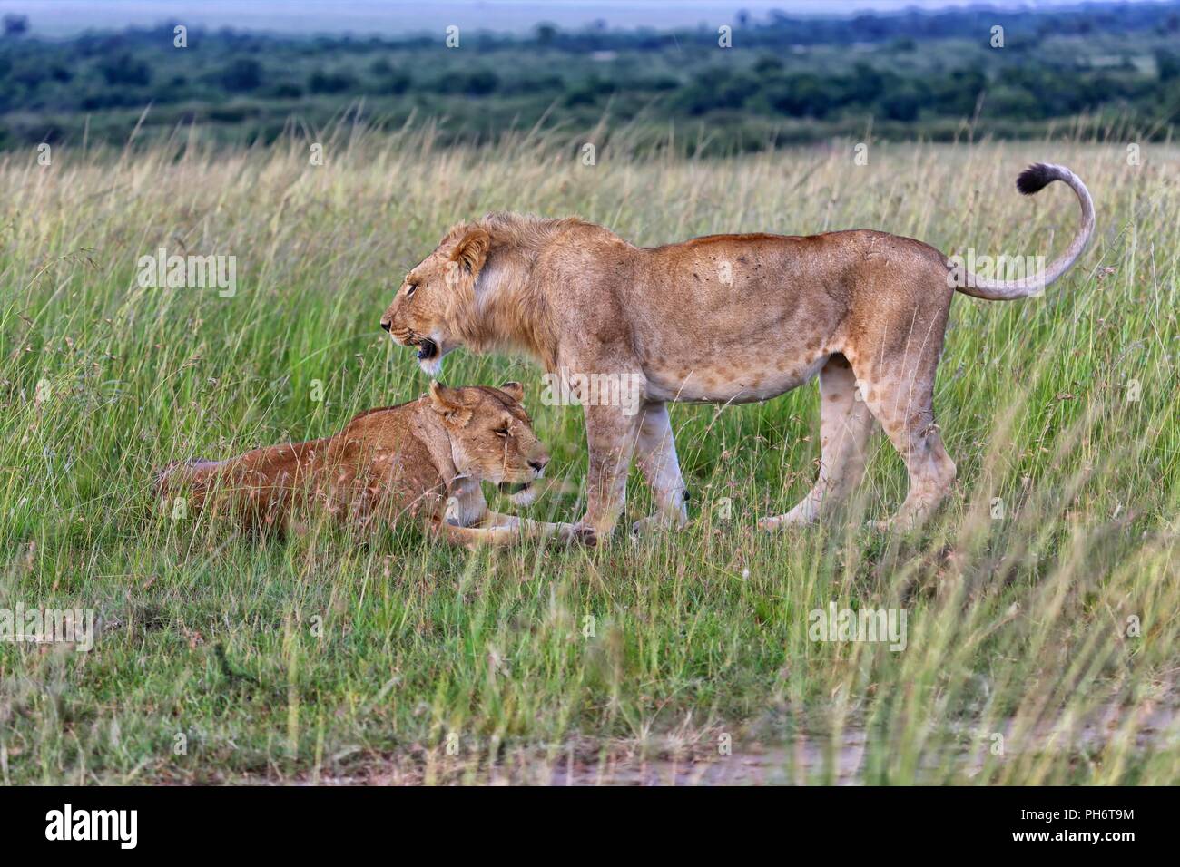 Les lions mâles et femelles à la masai Mara national park Banque D'Images