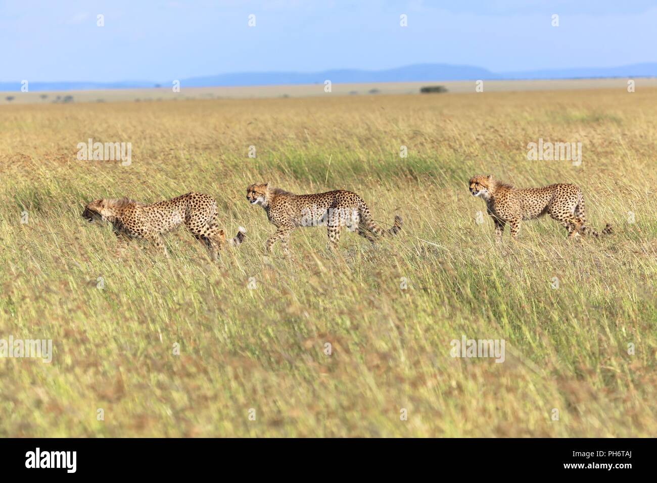 Le guépard chasse familiale au parc national du Masai Mara au Kenya Banque D'Images