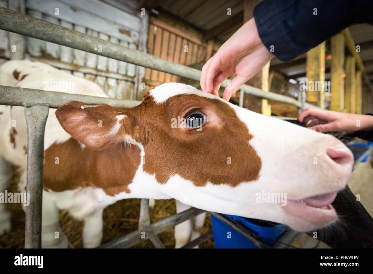 Les vaches sur un UK Farm. Un veau marron et blanc est actionné par un enfant. Banque D'Images