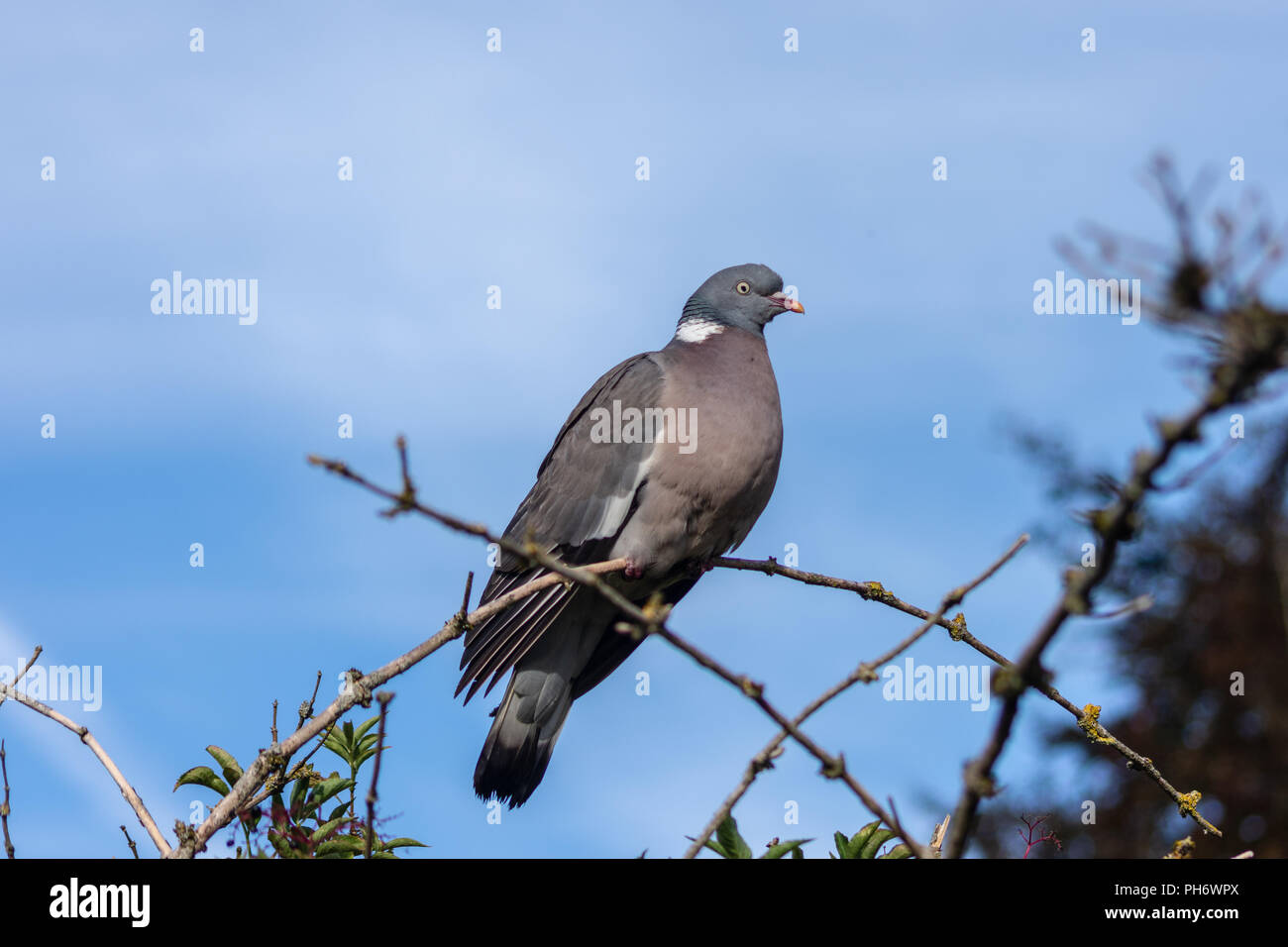 Un pigeon ramier (Columba palumbus) assis sur une branche courbée contre un ciel bleu légèrement nuageux Banque D'Images