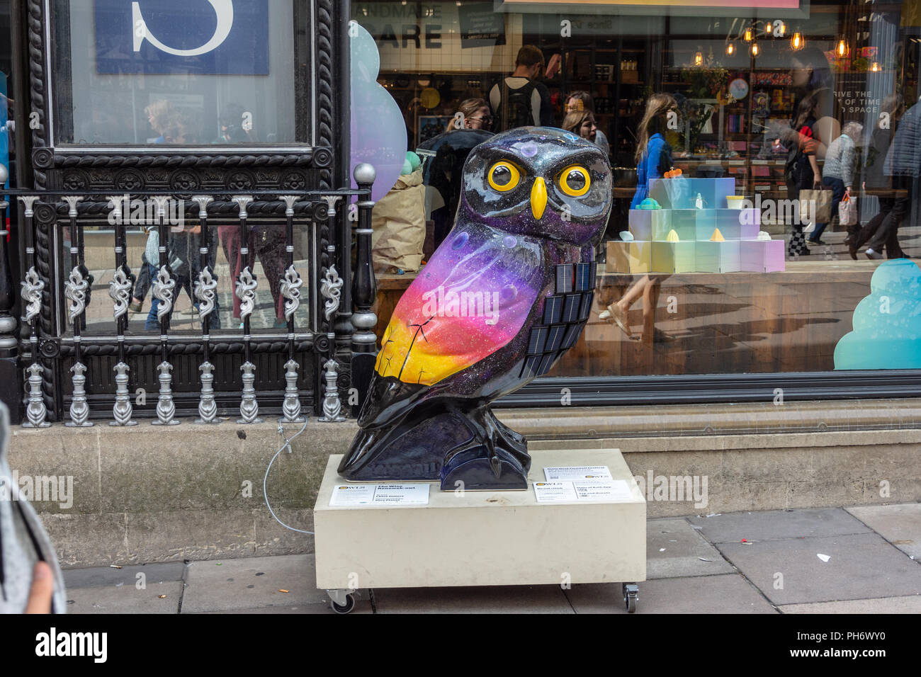 La sage-renewab partie de Owl chouette Minervas trail dans la ville de Bath. Cette chouette parrainé par Pure Plantet Banque D'Images
