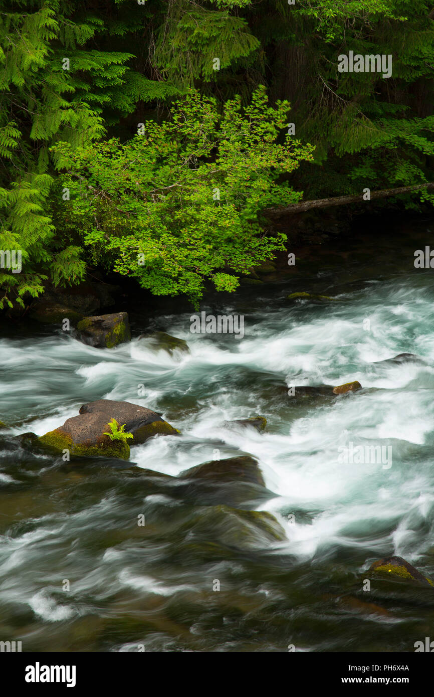 Clackamas Wild and Scenic River, à l'Ouest Cascades Scenic Byway, Mt Hood National Forest, Virginia Banque D'Images