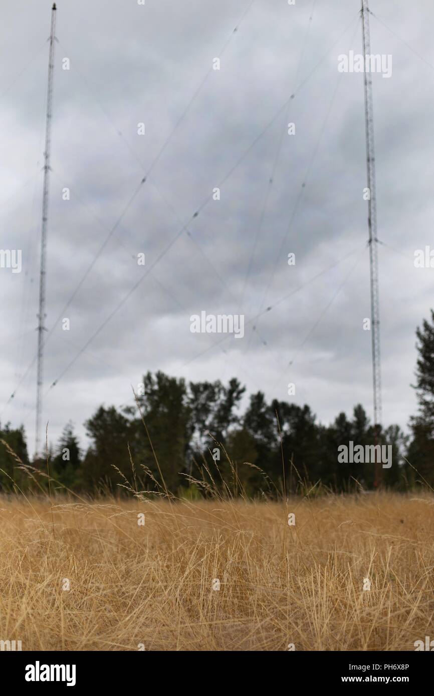 Un entrecroisement de fils de towers fait écho à l'alternance d'herbes sèches, dans un champ à Eugene, Oregon. Banque D'Images